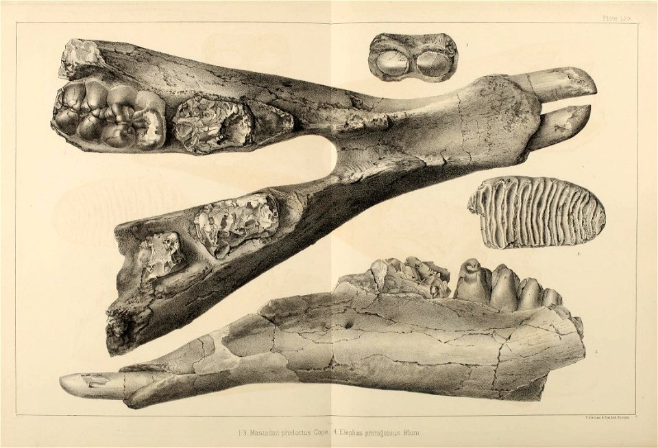n596_w1150