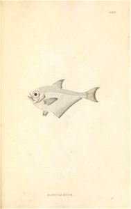 n368_w1150