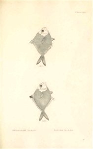 n186_w1150