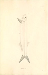 n516_w1150