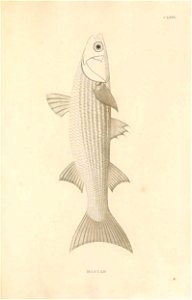 n486_w1150