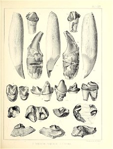 n496_w1150
