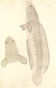 n456_w1150