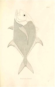 n426_w1150