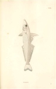 n366_w1150