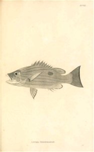 n244_w1150
