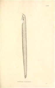 n154_w1150