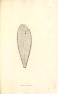 n196_w1150