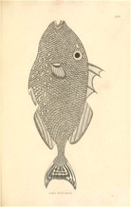 n130_w1150