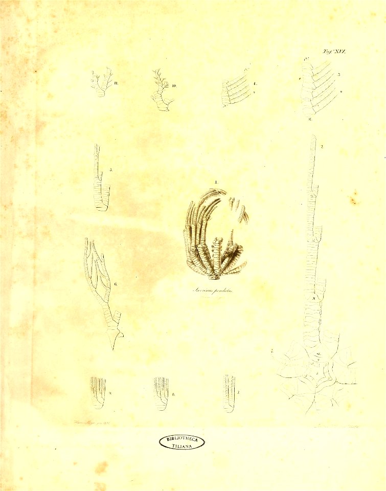 n356_w1150