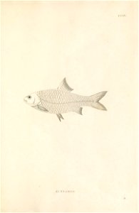 n520_w1150
