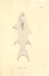 n490_w1150