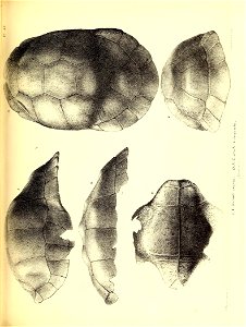 n156_w1150