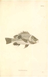 n242_w1150