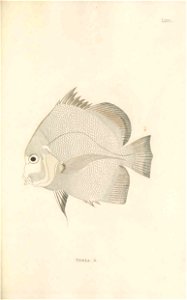 n212_w1150