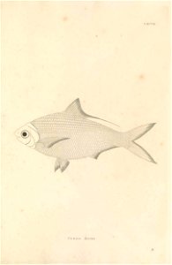 n512_w1150