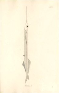 n482_w1150