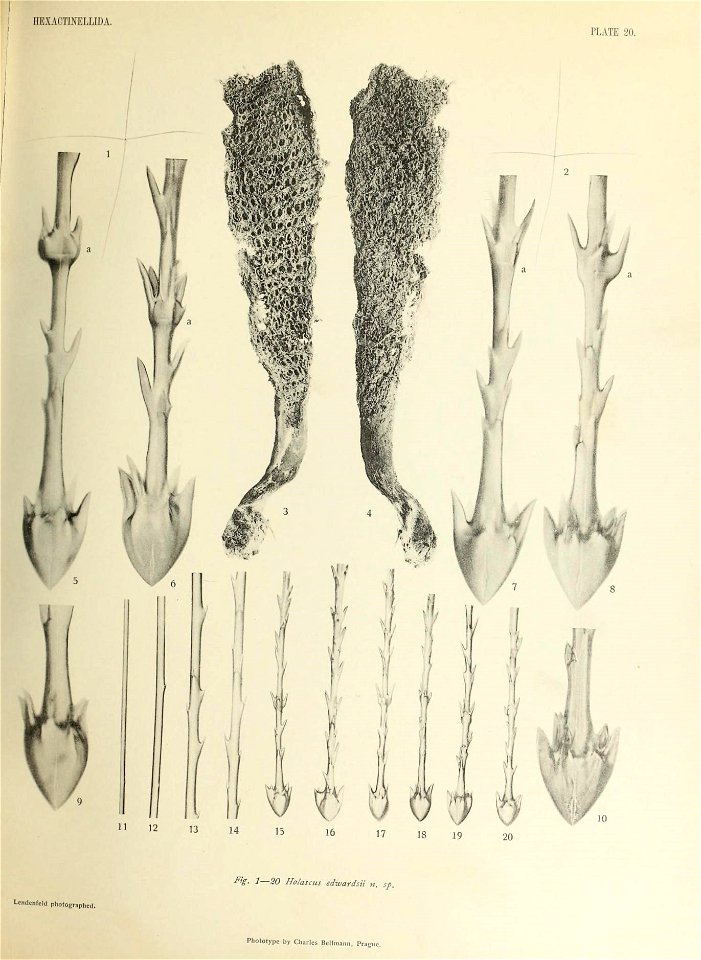 n490_w1150