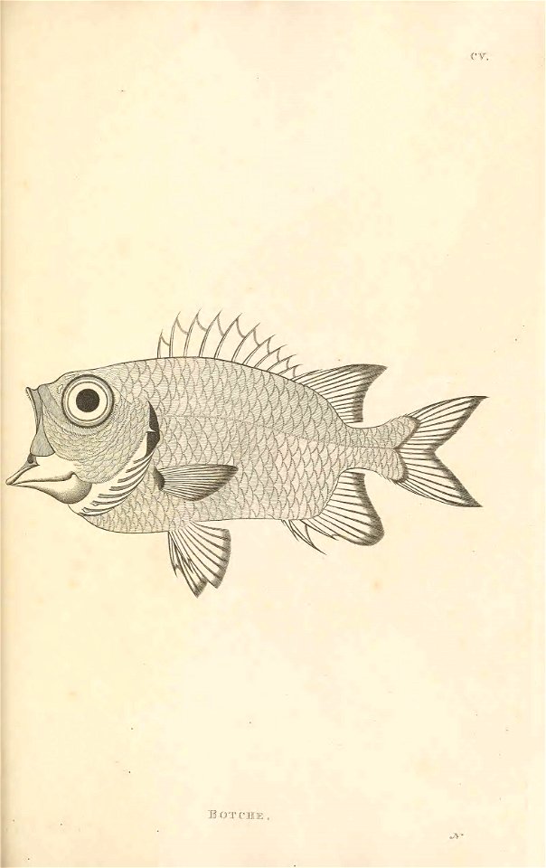 n350_w1150