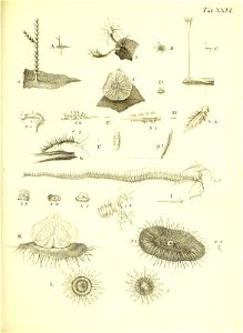 n136_w1150