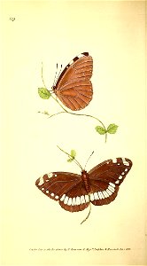n113_w1150