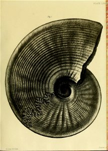 n296_w1150