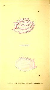 n181_w1150