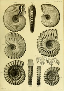 n168_w1150