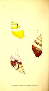 n99_w1150