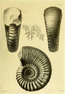 n156_w1150