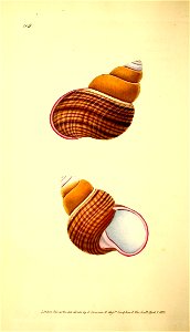 n181_w1150