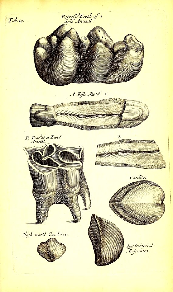 n496_w1150
