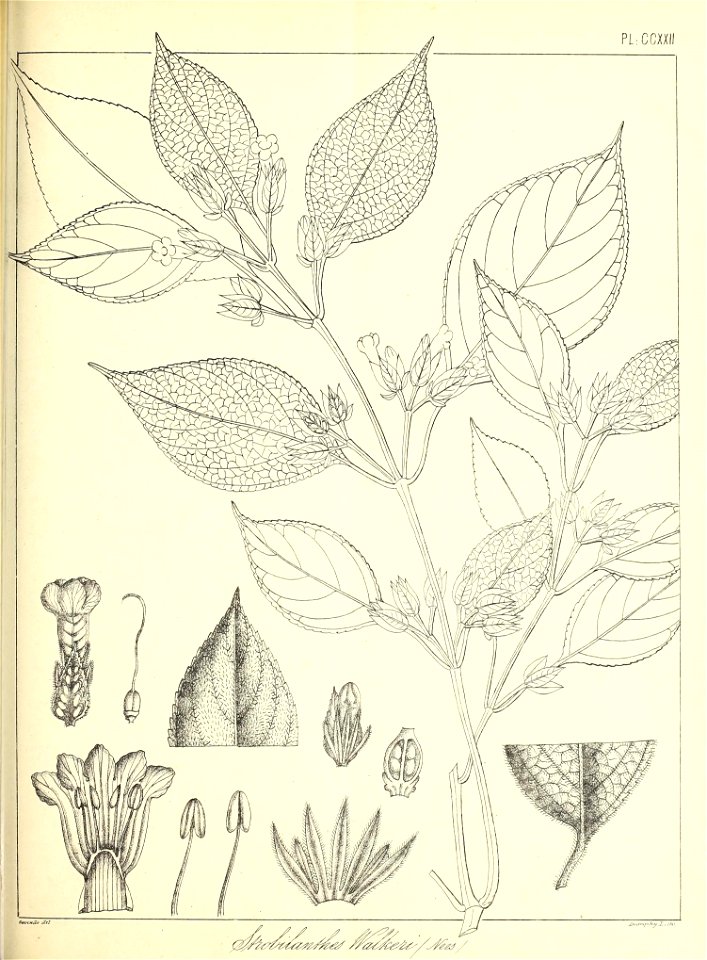 n512_w1150