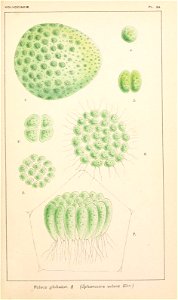 n54_w1150