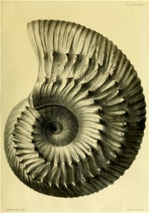 n184_w1150