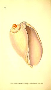 n63_w1150