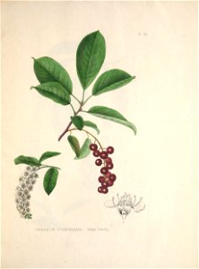 n50_w1150