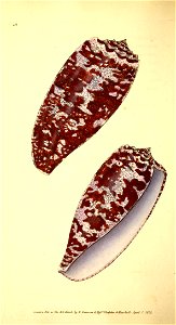 n21_w1150