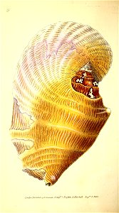 n117_w1150