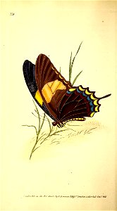 n117_w1150