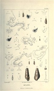 n52_w1150