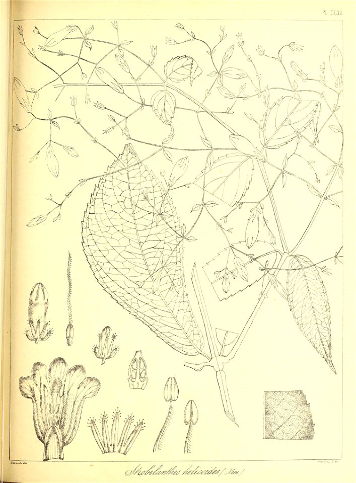 n502_w1150