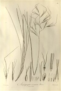 n61_w1150