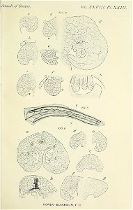 n558_w1150