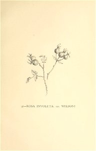 n544_w1150