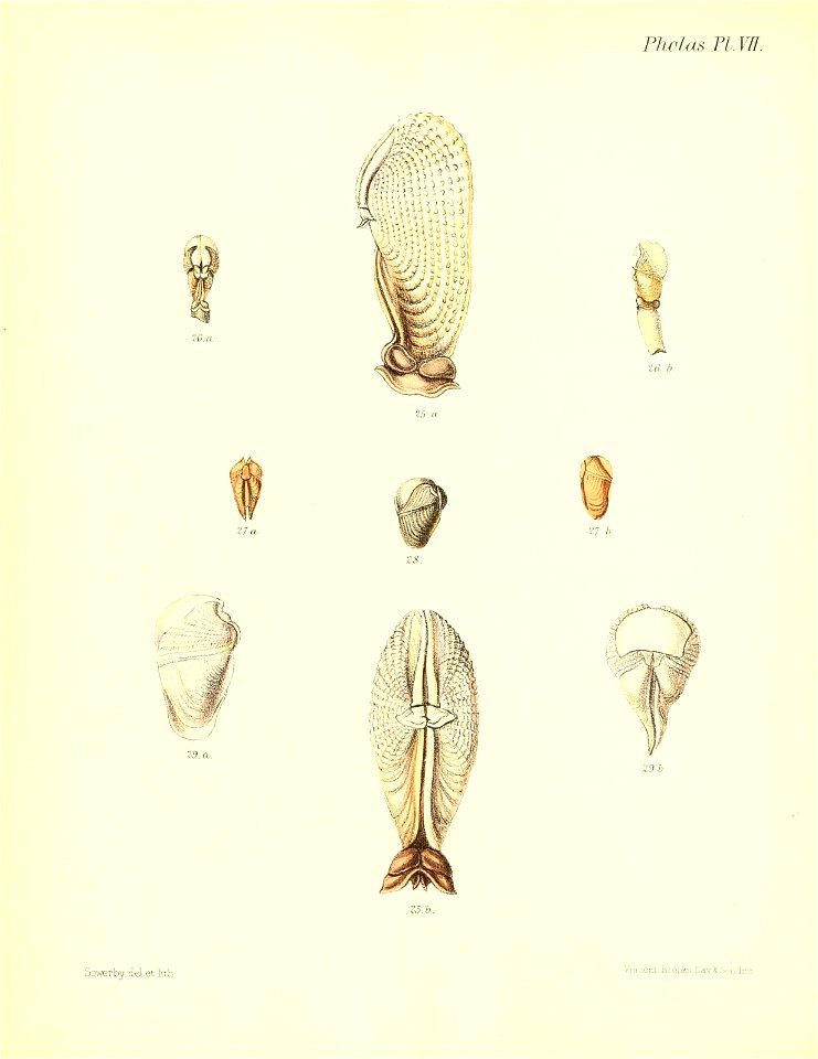n229_w1150