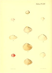 n275_w1150