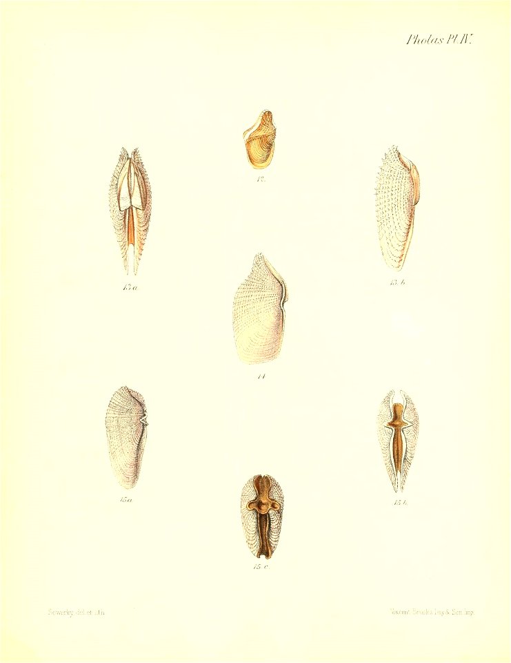 n217_w1150