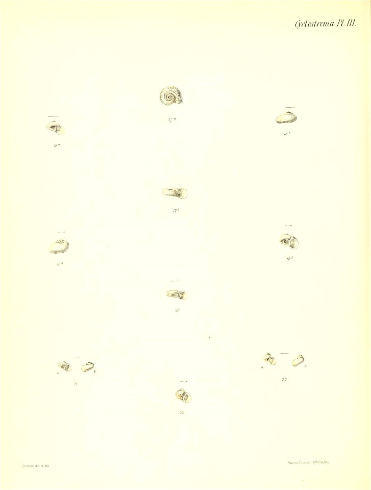 n557_w1150