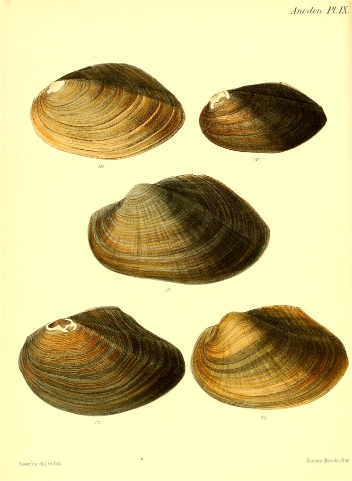 n43_w1150
